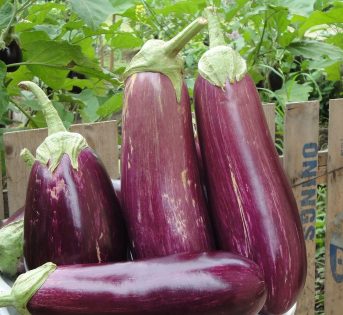 Melanzana, la regina dell’estate