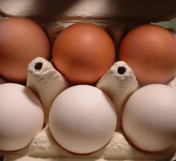 Giornata mondiale delle uova, l’Expo si tinge di giallo