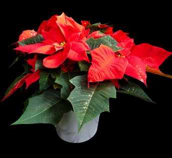 Stelle di Natale, ecco come curarle