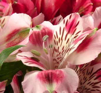 Piante e fiori, antistress naturali