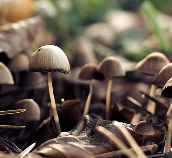 Funghi: il decalogo per raccoglierli in sicurezza