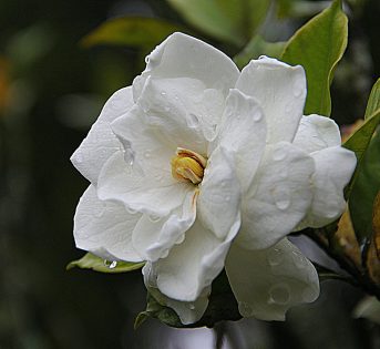 Le gardenie dell’Aism nel mercato di Quartu Sant’Elena