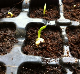 Germinazione e picchettamento, le attività invernali dell’orto