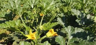 img_thumb