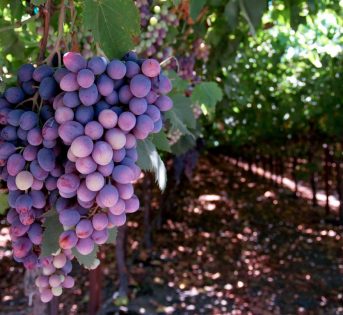 Vino locale, è festa nei mercati di Campagna Amica