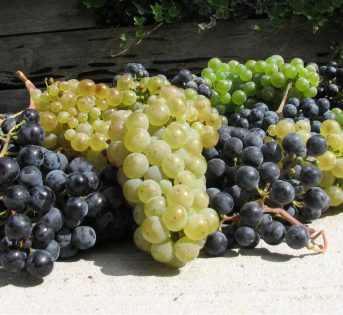 Vendemmia 2016, l’Italia punta a diventare prima nel mondo