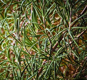 L’estate e i lavori dell’orto