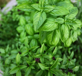 ?Le aromatiche degli agricoltori migranti alla Leopolda