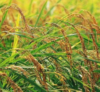 Riso, un raccolto nel segno della trasparenza