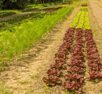 Verdura bio, cinque buoni motivi per sceglierla