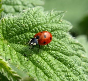 La primavera e i pericoli per l’orto