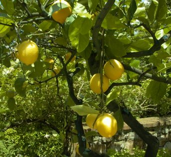 Freddo? Mettiamo il cappotto alle piante in vaso