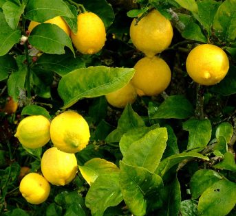 Limone, un jolly in cucina