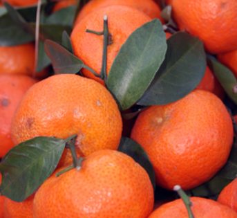 Mandarini, tutte le varietà