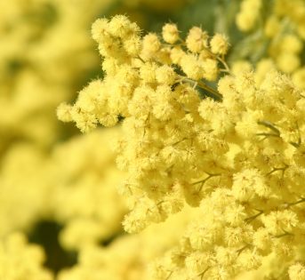 Mimose: ne manca 1 su 3 per colpa del clima