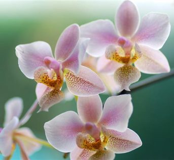 San Valentino a km 0: l’orchidea per un amore green