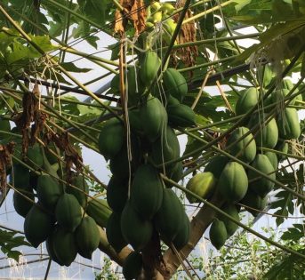 In Sicilia nasce il frutteto multiculturale