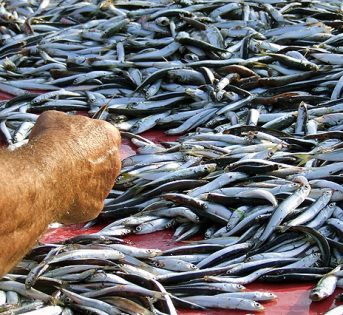 Pesce fresco, finito il fermo in Adriatico