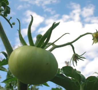 Pomodori nell’orto. Le cure di stagione