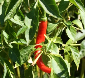 Più pizzica, più è buono: coltivare il peperoncino? Missione per tutti