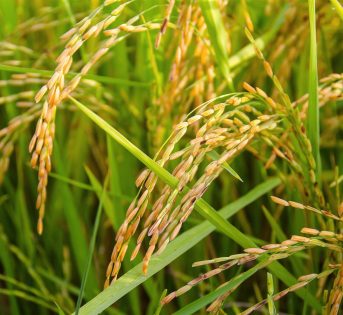 Con record import di riso, cresce rischio contaminazioni