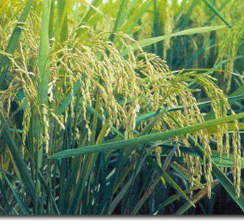 Riso, importazioni dall’Asia e rischi per i consumatori