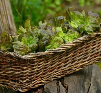 Lattuga romana e canasta, le insalate regine