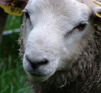 In Italia è boom di giovani pastori