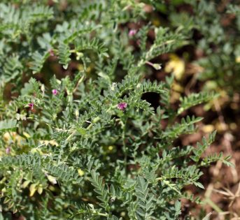 Un legume contro la siccità: il cece