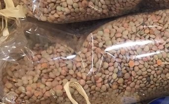 Lenticchie di Castelluccio, al via il primo raccolto dopo il sisma