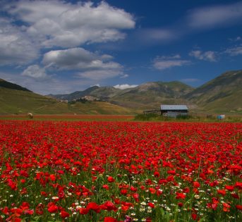 Castelluccio di Norcia, inizia la semina delle lenticchie