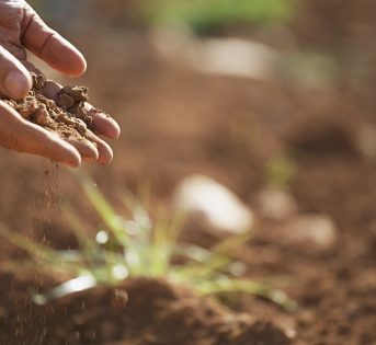 La soffice dimora delle giovani piante