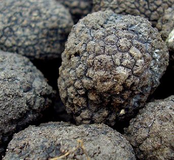 Tartufi: varietà, caratteristiche e raccolta