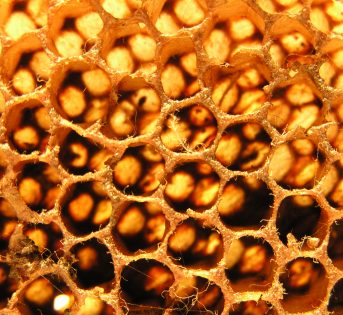 Adotta un alveare, in Liguria il miele è a km 0