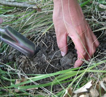 Il tartufo si candida a diventare Patrimonio dell’umanità
