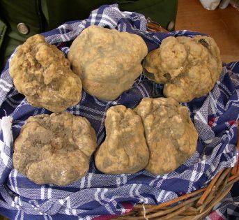 Al via la stagione del tartufo, ecco le novità