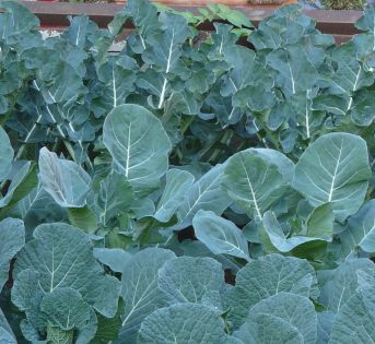 Le consociazioni per far crescere il tuo orto