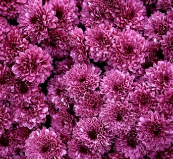 Fiori, un mercato in ripresa