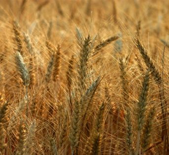 La speculazione sul grano danneggia 300mila aziende