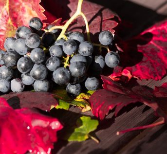 Vendemmia 2018, produzione in crescita