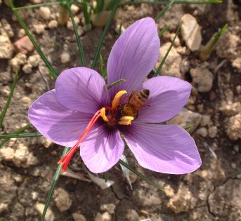 Zafferano di Sardegna, eccellenza italiana