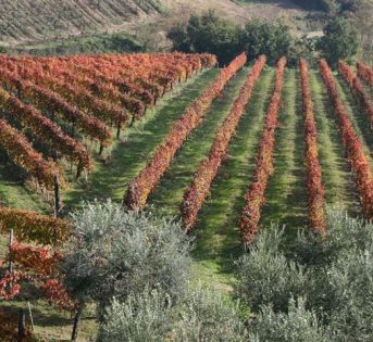 Prima settimana per il vino novello