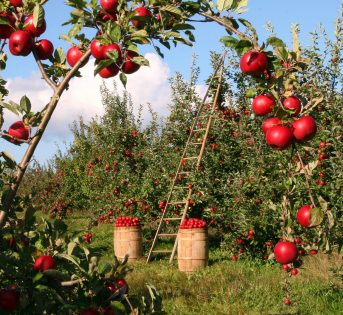 La qualità agroalimentare è anche innovazione