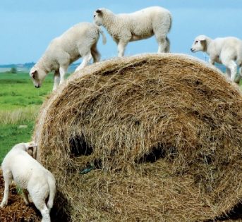 Tutelare la biodiversità è dovere di tutti