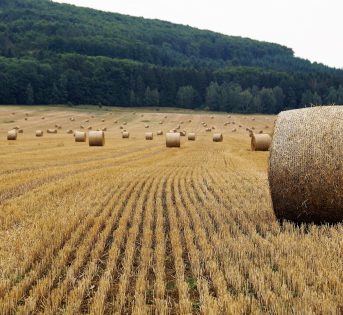 Spesa, per ogni euro solo 15 centesimi agli agricoltori