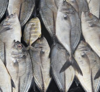 Pesca, si torna in mare dallo Ionio al Tirreno