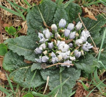 La mandragora, pianta magica e velenosa