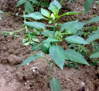 Più pizzica, più è buono: coltivare il peperoncino in casa? Missione per tutti