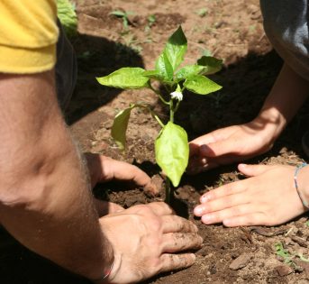 Personal trainer dell’orto: allena i cittadini a coltivare