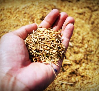 Riso bio, verso una migliore tracciabilità